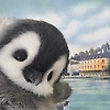 user_81254