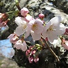 sakura1225