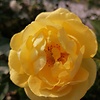 Dalinda56