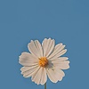 Aura19