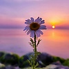 ahmed_81796