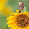 ahlam_43929