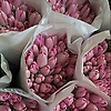 issha_51463