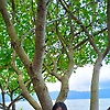 alexayyaw