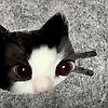 ally_12353
