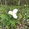 Whitefang97