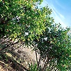 ansamm_98368