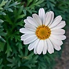 happydaisy