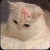 duda_64631