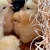 chickenlover1