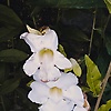 tiara_74406