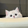user_36540