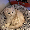 luca_66481