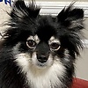 enzoricard_29269