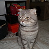 Feri7