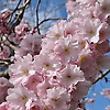 sarah_sakura