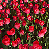 ana_451234