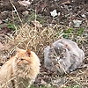 hakan_42096