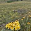 livane54_58377