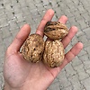 emre_22301