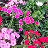 ehan_54269