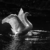 swan_29995