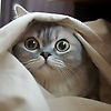 carla_71345