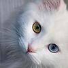 pearl_of_the_eas_256