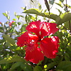 iris_84454