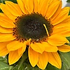 sunshine_52567