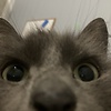 Wink86