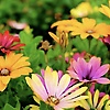 adriananeg_96733