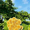 mdjihad_22882