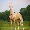 ahmed_54632