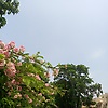 ahmed_20406
