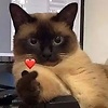 vfsrghht