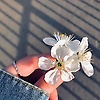 selma_98087
