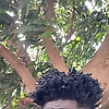 faal_39077
