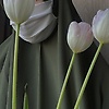 thvbushro