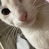 miyuchan_29995
