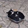 moodi_63748