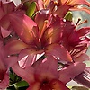 user_53236