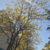 aria19qqco_71341