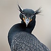 leaa_83617