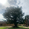 gibril_36476