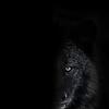 wolf_36267