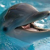Magic_in_Dolphins
