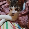 thiagoveig_42727