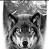 lonewolf_94925