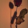 nurcan_83387